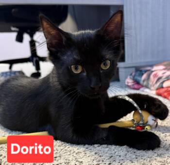 Dorito (siblings are Cheeto & Frito) -  Domestic Medium Hair Cat for Adoption in Brighton, Michigan - Dorito (siblings Are Cheeto & Frito) | PetCurious