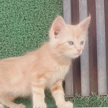 Misha-Gee -  Maine Coon Cat for Adoption in Brampton, Ontario - Misha-Gee | PetCurious