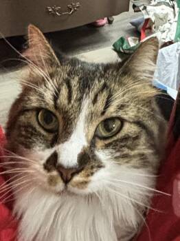 Rescue Domestic Long Hair Cats for Adoption in Muncie, Indiana - Bear | PetCurious