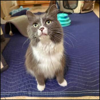 Domestic Medium Hair and Tuxedo Cats Available for Adoption in Roswell, Georgia - Nancy Grace | PetCurious
