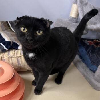 Domestic Short Hair Cats Available for Adoption - Junie | PetCurious