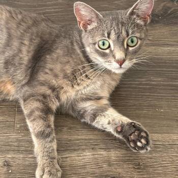 Rescue Domestic Short Hair Cats for Adoption in Woodbridge Township, New Jersey - Frank (female) | PetCurious