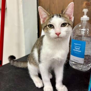 Alesso #2260 -  Domestic Short Hair Cat for Adoption in Buffalo, New York - Alesso #2260 | PetCurious