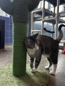 Bee -  Domestic Short Hair Cat for Adoption in Austin, Texas - Bee | PetCurious