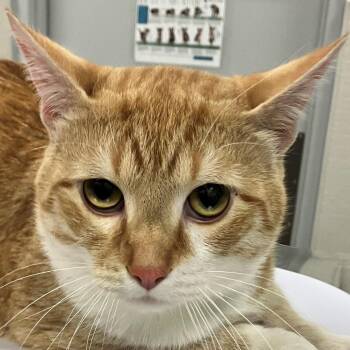 Domestic Short Hair Cats Available for Adoption in Las Cruces, New Mexico - Mac | PetCurious