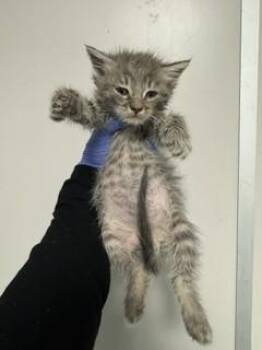 Domestic Medium Hair Cats Available for Adoption - RAMEN | PetCurious