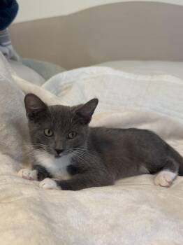 Socks -  Domestic Short Hair Cat for Adoption in Wilmington, North Carolina - Socks | PetCurious