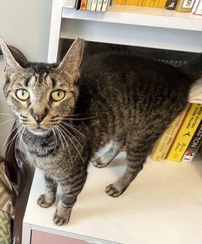Rescue Domestic Short Hair Cats for Adoption in New York, New York - MARVELOUS MARIPOSA N. | PetCurious