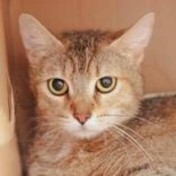 Domestic Short Hair Cats Available for Adoption in Hilliard, Ohio - Lydia | PetCurious