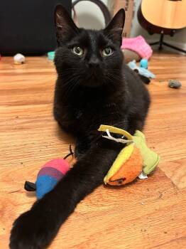 Domestic Short Hair Cats Available for Adoption - Cosmic | PetCurious
