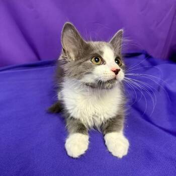 Zipper -  Domestic Medium Hair Cat for Adoption in North Myrtle Beach, South Carolina - Zipper | PetCurious