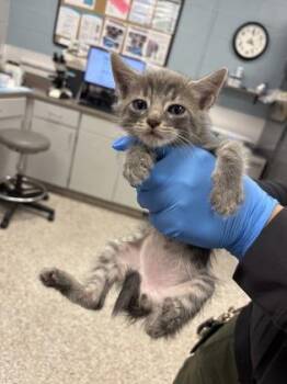 Henry -  Domestic Short Hair Cat for Adoption in Gastonia, North Carolina - Henry | PetCurious