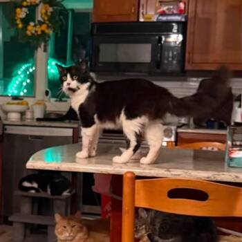 Mel -  Domestic Long Hair and Maine Coon Cat for Adoption in Newark, New Jersey - Mel | PetCurious