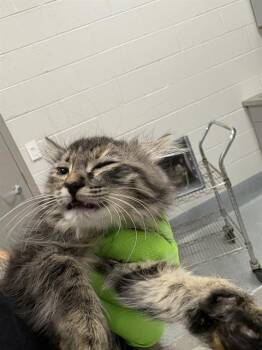 GREEN MEOWBLIN -  Domestic Short Hair Cat for Adoption in Indianapolis, Indiana - GREEN MEOWBLIN | PetCurious