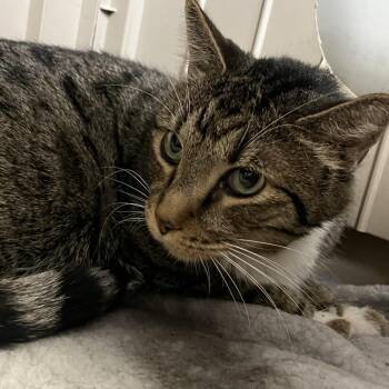 Ari -  Domestic Short Hair Cat for Adoption in Las Vegas, Nevada - Ari | PetCurious