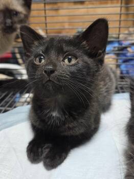 Boo Bear -  Domestic Short Hair Cat for Adoption in Columbia, Missouri - Boo Bear | PetCurious