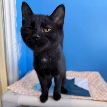 Domestic Short Hair Cats Available for Adoption - Anya | PetCurious