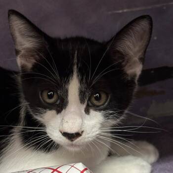 Brolena -  Domestic Short Hair Cat for Adoption in Austin, Texas - Brolena | PetCurious