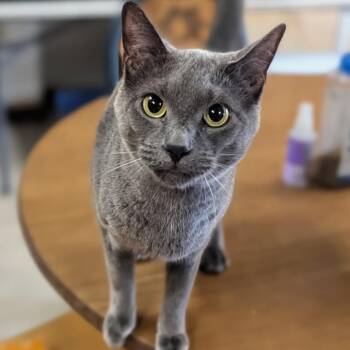 Domestic Short Hair Cats Available for Adoption - Cole | PetCurious