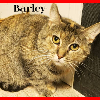Rescue Domestic Short Hair Cats for Adoption in South Elgin, Illinois - Barley | PetCurious