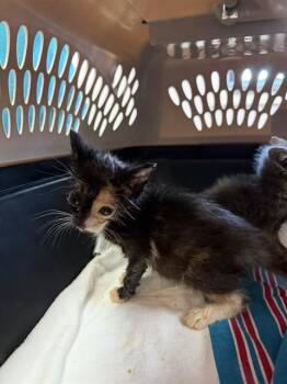 Domestic Short Hair Cats Available for Adoption in Fort Walton Beach, Florida - MERIDA | PetCurious