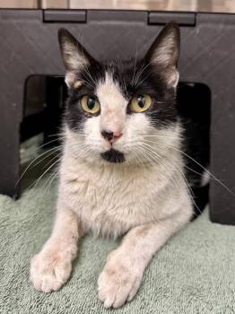 Domestic Short Hair Cats Available for Adoption in Wichita, Kansas - Sugar Plum | PetCurious