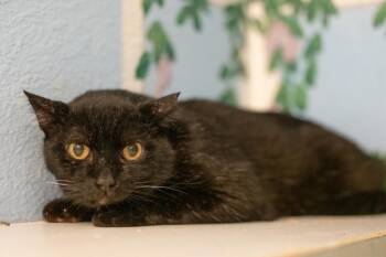 Midnight UCD -  Domestic Short Hair Cat for Adoption in Lincoln, California - Midnight UCD | PetCurious