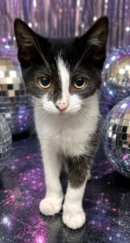 JIVE -  Domestic Short Hair Cat for Adoption - JIVE | PetCurious