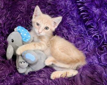 Buster -  Tabby Cat for Adoption in St. Augustine, Florida - Buster | PetCurious