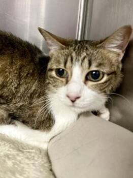 Bug -  Domestic Short Hair Cat for Adoption in San Antonio, Texas - Bug | PetCurious