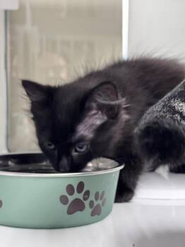 Domestic Long Hair Cats Available for Adoption in Saint Paul, Minnesota - Nyx | PetCurious