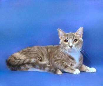 Domestic Short Hair Cats Available for Adoption in Pasadena, California - CHASE | PetCurious