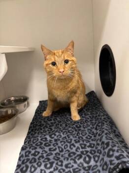 Arlo -  Domestic Short Hair Cat for Adoption in Frankfort, Kentucky - Arlo | PetCurious