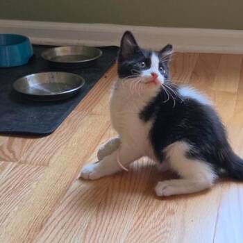 Crosby -  Domestic Short Hair Cat for Adoption in Evanston, Illinois - Crosby | PetCurious