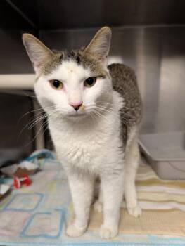 Bill Nye the Science Guy -  Domestic Short Hair Cat for Adoption in Richmond, Virginia - Bill Nye The Science Guy | PetCurious