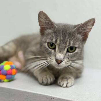 Domestic Short Hair Cats Available for Adoption in Martinsville, Indiana - Mermaid | PetCurious