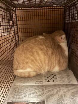 Wallace -  Domestic Short Hair Cat for Adoption in Austin, Texas - Wallace | PetCurious