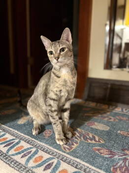 Rescue Domestic Short Hair Cats for Adoption in Minneapolis, Minnesota - Focaccia | PetCurious