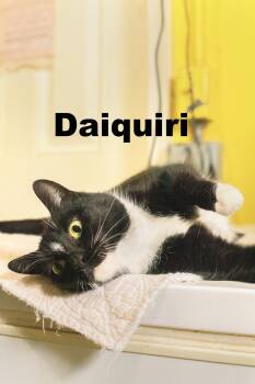 Daiquiri -  Tuxedo Cat for Adoption in Macomb, Illinois - Daiquiri | PetCurious