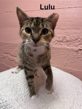 Domestic Short Hair Cats Available for Adoption in Muncie, Indiana - Lulu | PetCurious