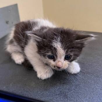Domestic Medium Hair Cats Available for Adoption in Pasadena, California - Moo Moo | PetCurious