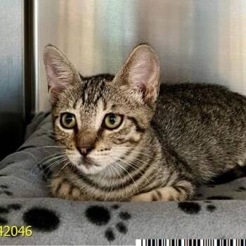 Taro -  Domestic Short Hair Cat for Adoption in West Palm Beach, Florida - Taro | PetCurious