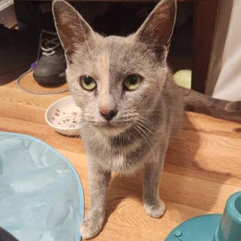 Rescue Dilute Tortoiseshell and Domestic Short Hair Cats for Adoption in Philadelphia, Pennsylvania - PJ Harvey | PetCurious