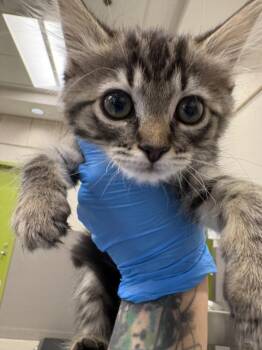 MEG -  Domestic Medium Hair Cat for Adoption in Las Vegas, Nevada - MEG | PetCurious