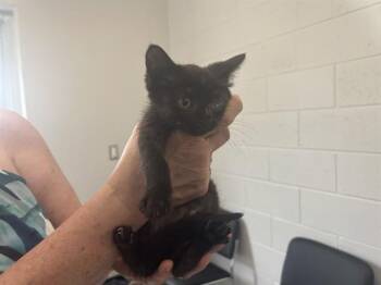 A385908 -  Domestic Short Hair Cat for Adoption in Ocala, Florida - A385908 | PetCurious