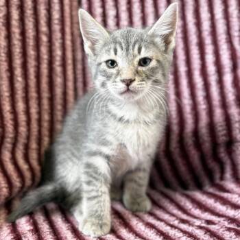 Spark -  Domestic Short Hair Cat for Adoption in Mt. Juliet, Tennessee - Spark | PetCurious