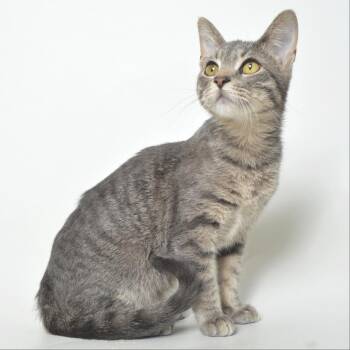 Clay -  Domestic Short Hair Cat for Adoption in Springfield, Illinois - Clay | PetCurious