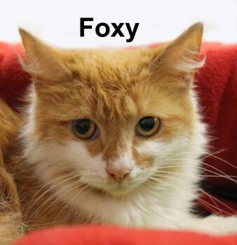 Foxy Ricc. (a beautiful and sweet orange & white female) -  Domestic Medium Hair and Tabby Cat for Adoption in Stowe, Pennsylvania - Foxy Ricc. (a Beautiful And Sweet Orange & White Female) | PetCurious