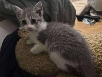 Rescue Domestic Short Hair Cats for Adoption in Cloquet, Minnesota - Egg | PetCurious