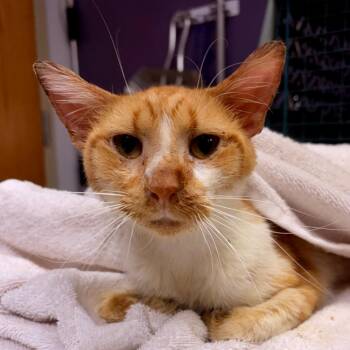 Umber -  Domestic Short Hair Cat for Adoption in Newark, New Jersey - Umber | PetCurious